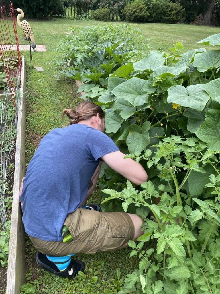 Harvesting Cucumbers